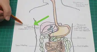 dibujar un modelo del sistema digestivo