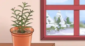 cultivar una planta de jengibre