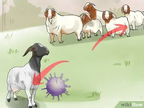 Imagen titulada Treat Mastitis in a Goat Step 11