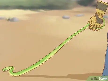 Imagen titulada Pick up a Snake Step 4