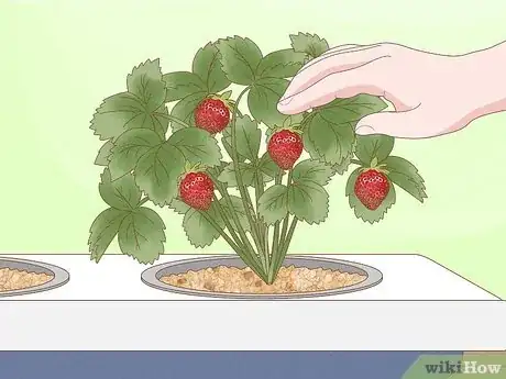 Imagen titulada Grow Hydroponic Strawberries Step 20