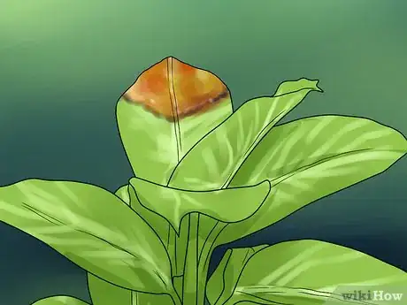 Imagen titulada Remove Brown Tips From the Leaves of Houseplants Step 4