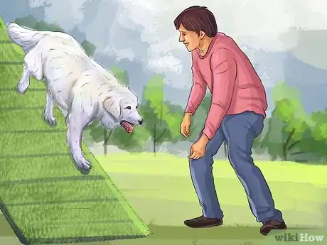 Imagen titulada Train a Great Pyrenees Step 6