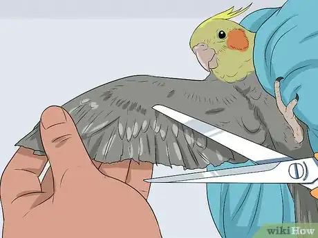 Imagen titulada Handle a Cockatiel Step 10