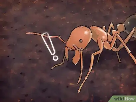 Imagen titulada Catch Ants for an Ant Farm Step 4