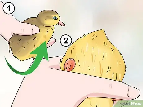 Imagen titulada Tell the Sex of a Baby Duck Step 10