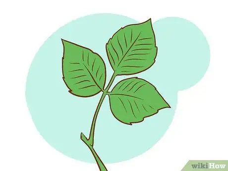 Imagen titulada Get Rid of Poison Ivy Step 1Bullet1