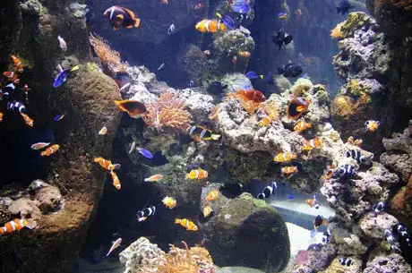 Imagen titulada Aquarium