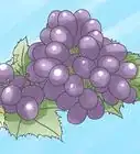 cultivar la vid de uvas