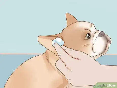 Imagen titulada Clean a French Bulldog's Ears Step 3