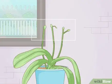 Imagen titulada Get Orchids to Rebloom Step 5