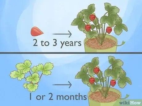 Imagen titulada Grow Hydroponic Strawberries Step 11