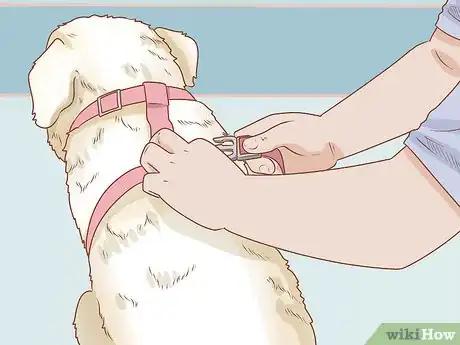 Imagen titulada Put on a Dog Harness Step 12