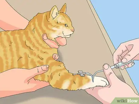 Imagen titulada Treat a Cat with Bloody Diarrhea Step 3