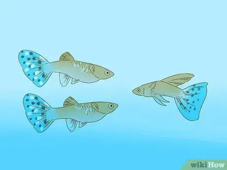 Imagen titulada Care for Guppies Step 10