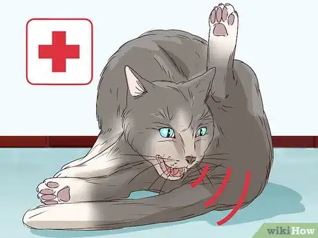 Imagen titulada Tell if a Cat Is in Labor Step 12