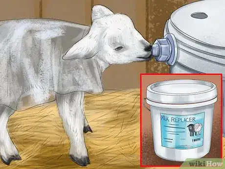 Imagen titulada Bottle Feed a Baby Lamb Step 3