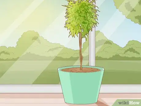 Imagen titulada Repot a Ficus Tree Step 9