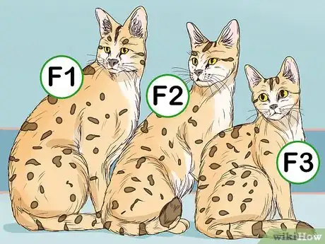 Imagen titulada Identify a Savannah Cat Step 6