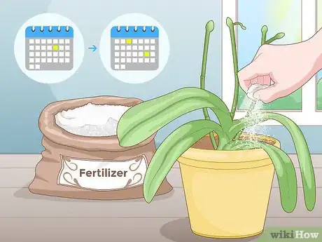 Imagen titulada Get Orchids to Rebloom Step 9