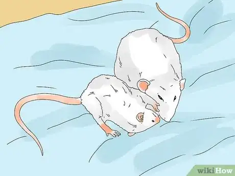 Imagen titulada Introduce a New Pet Rat to Another Rat Step 13