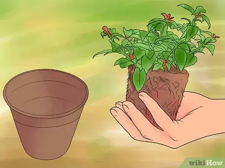 Imagen titulada Remove Brown Tips From the Leaves of Houseplants Step 6