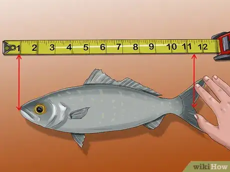 Imagen titulada Measure Fish Step 5