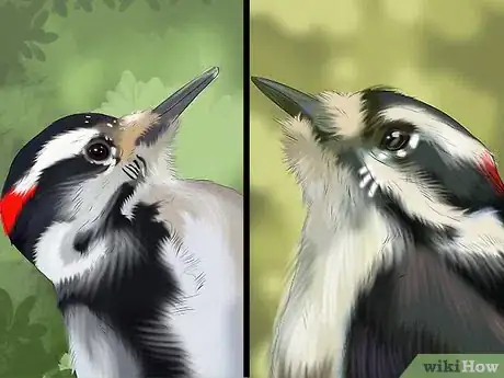 Imagen titulada Tell the Difference Between Downy and Hairy Woodpeckers Step 3