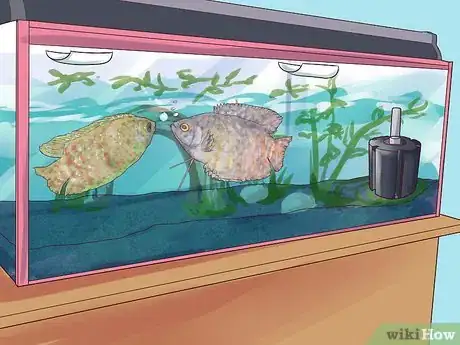 Imagen titulada Breed Gouramis Step 12