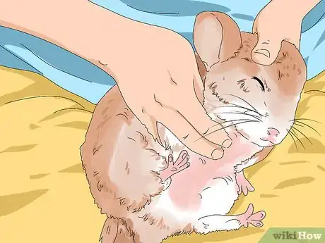 Imagen titulada Treat Eye Irritations in Chinchillas Step 5