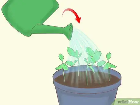 Imagen titulada Plant a Lemon Seed Step 24