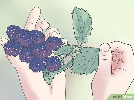 Imagen titulada Grow Blackberries Step 4