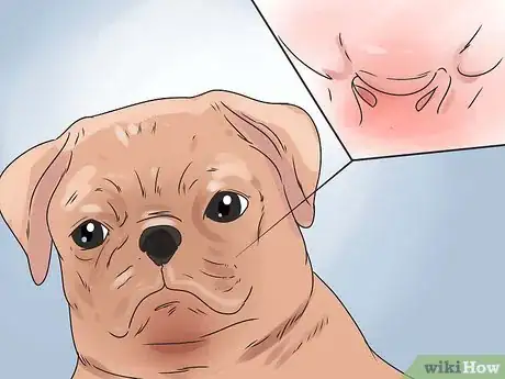 Imagen titulada Save a Choking Dog Step 7
