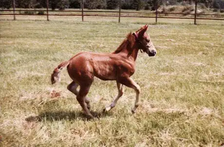 Imagen titulada Young Horse 3