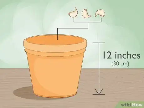 Imagen titulada Grow Garlic Indoors in a Pot Step 1