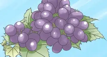 cultivar la vid de uvas