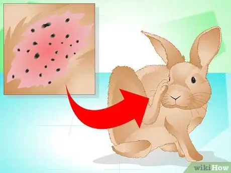 Imagen titulada Determine if Your Rabbit Is Sick Step 18