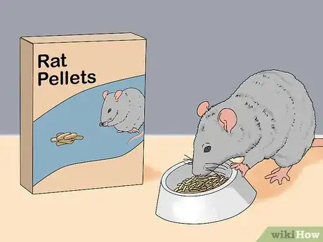 Imagen titulada Treat Diarrhea in Rats Step 1