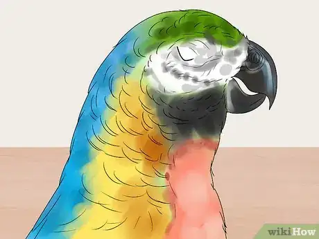 Imagen titulada Care for a Molting Parrot Step 2