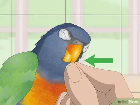 Imagen titulada Treat Psittacine Beak and Feather Disease in Lories and Lorikeets Step 6