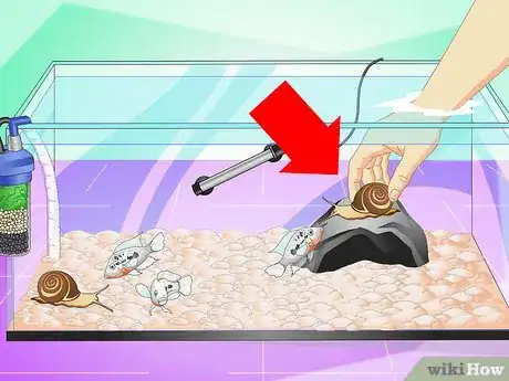 Imagen titulada Set up a Cichlid Tank Step 16