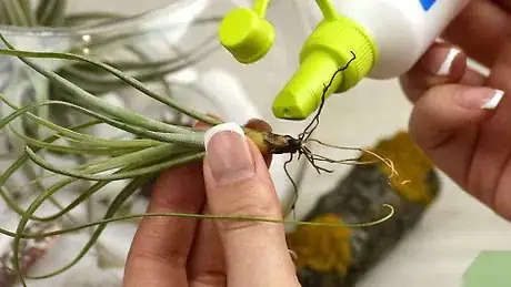 Imagen titulada Make an Air Plant Terrarium Step 11