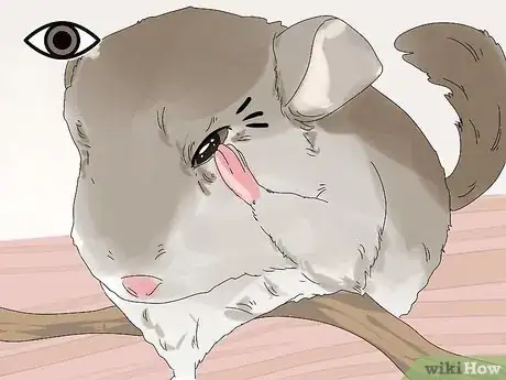 Imagen titulada Treat Eye Irritations in Chinchillas Step 4