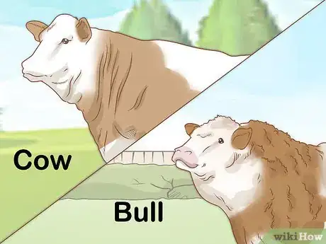 Imagen titulada Identify Simmental Cattle Step 3