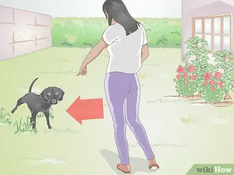 Imagen titulada Stop Pets from Urinating in Your Plants Step 5