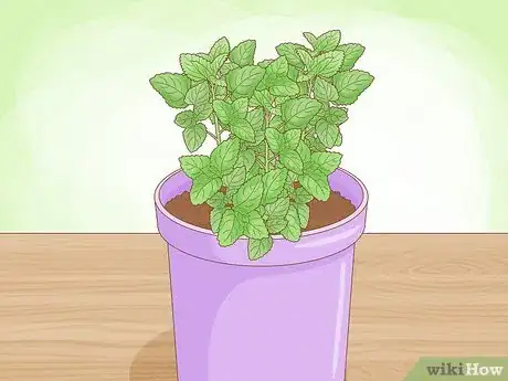 Imagen titulada Grow Mint in a Pot Step 5