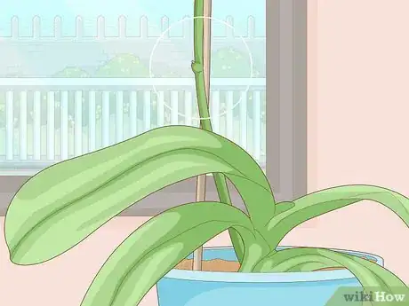 Imagen titulada Get Orchids to Rebloom Step 3