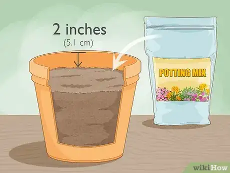 Imagen titulada Grow Garlic Indoors in a Pot Step 3