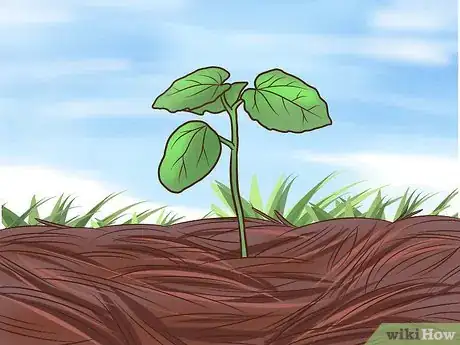 Imagen titulada Grow Okra Step 8