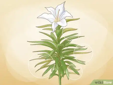 Imagen titulada Prune Lilies Step 6